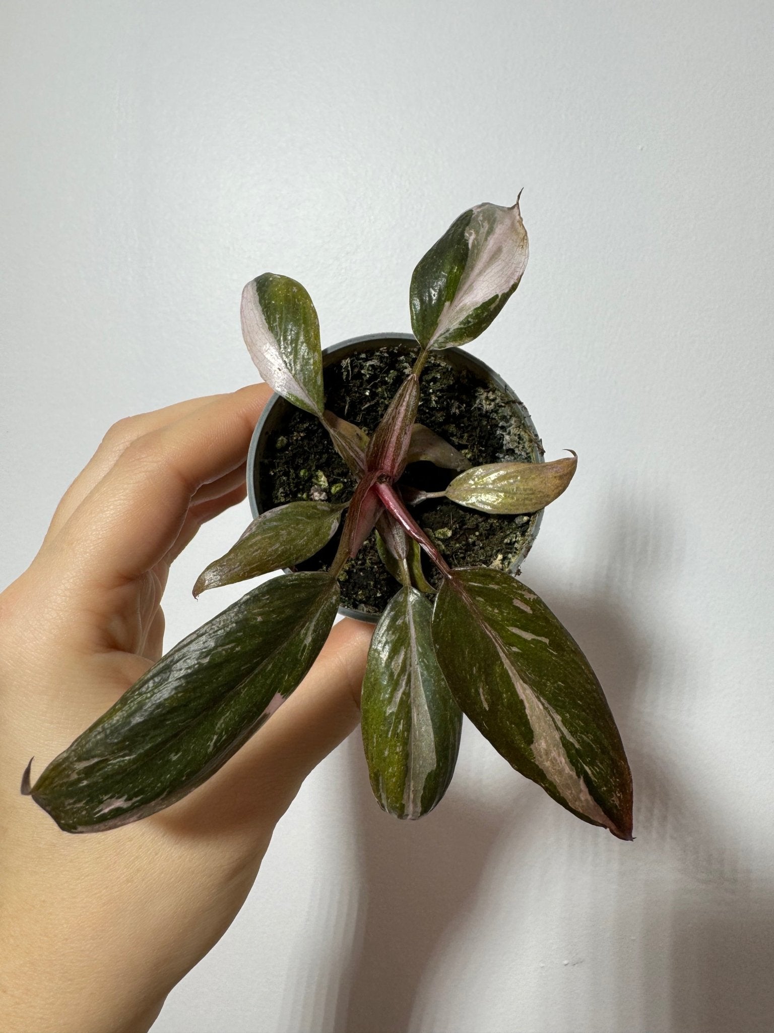 Philodendron Pink Princess Marble - www.augi-plants.lv