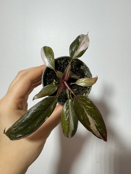 Philodendron Pink Princess Marble - www.augi-plants.lv