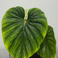 Philodendron Plowmanii - www.augi-plants.lv