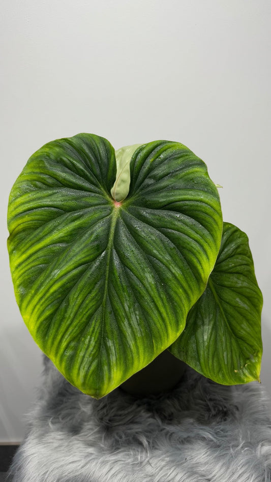 Philodendron Plowmanii - www.augi-plants.lv