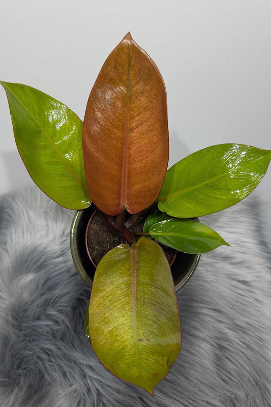 Philodendron Prince of orange - www.augi-plants.lv
