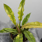 Philodendron 'Ring of Fire' - www.augi-plants.lv