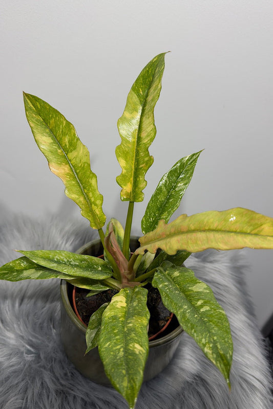 Philodendron 'Ring of Fire' - www.augi-plants.lv