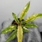 Philodendron 'Ring of Fire' - www.augi-plants.lv
