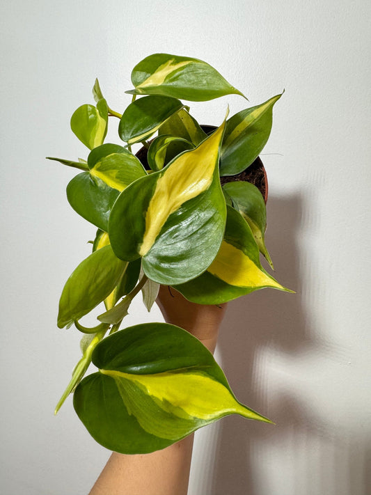 Philodendron Scandens Brasil - www.augi-plants.lv