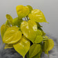 Philodendron scandens micans 'Lime' - www.augi - plants.lv