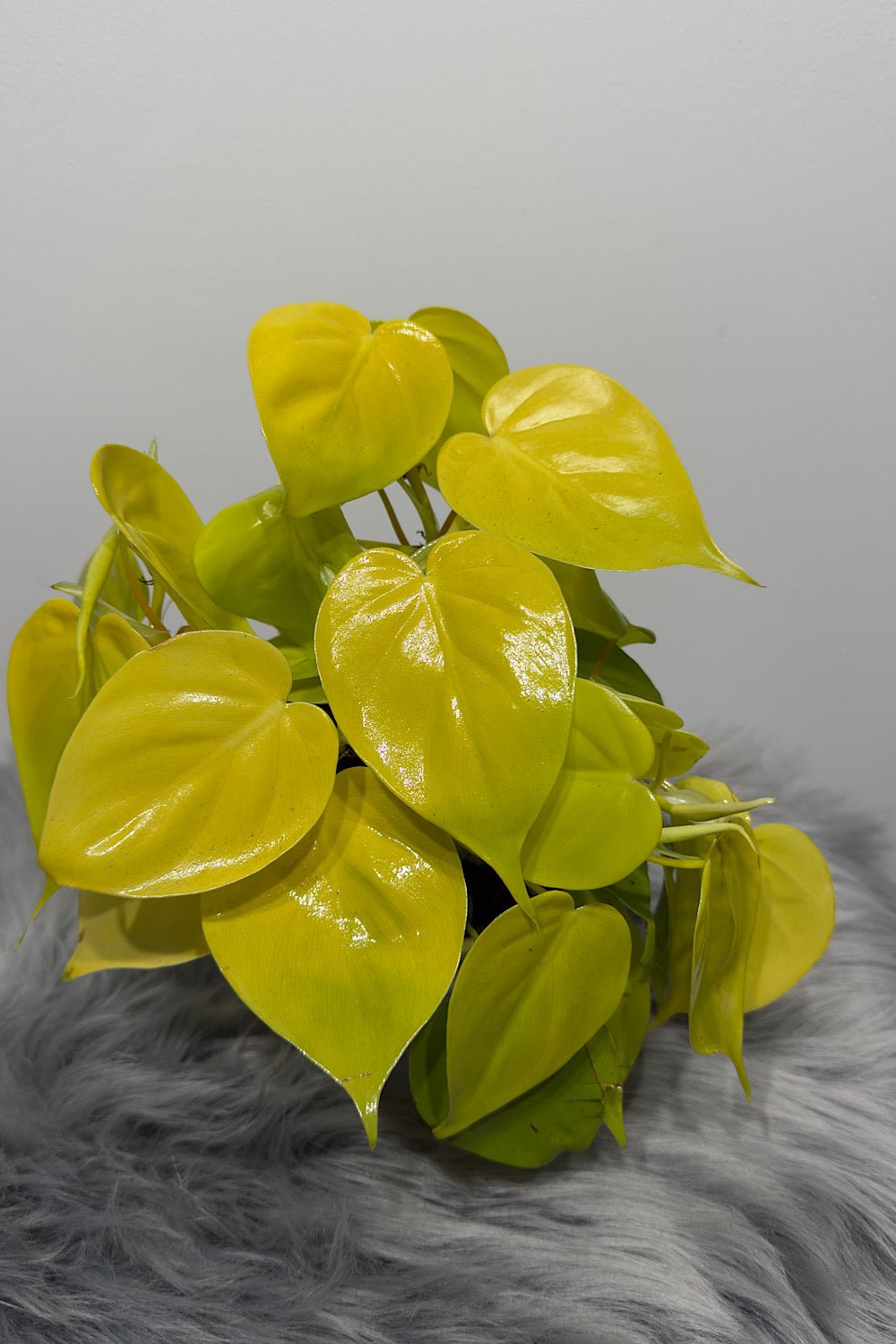 Philodendron scandens micans 'Lime' - www.augi - plants.lv