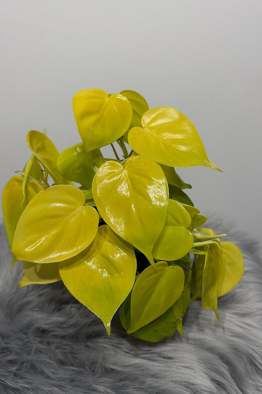 Philodendron scandens micans 'Lime' - www.augi - plants.lv