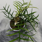 Philodendron Tortum - www.augi-plants.lv