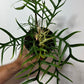 Philodendron Tortum - www.augi-plants.lv