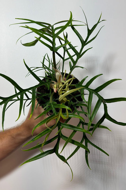 Philodendron Tortum - www.augi-plants.lv