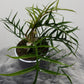 Philodendron Tortum - www.augi-plants.lv