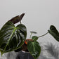 Philodendron verrucosum Choco Red - www.augi-plants.lv