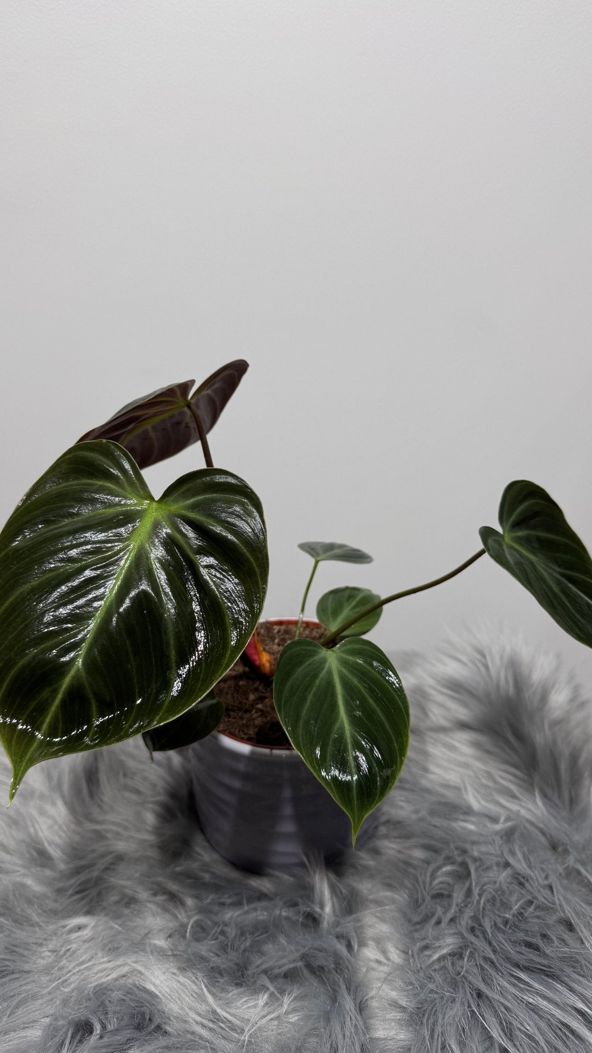 Philodendron verrucosum Choco Red - www.augi-plants.lv