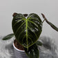 Philodendron verrucosum Choco Red - www.augi-plants.lv