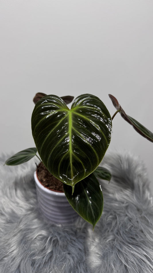 Philodendron verrucosum Choco Red - www.augi-plants.lv