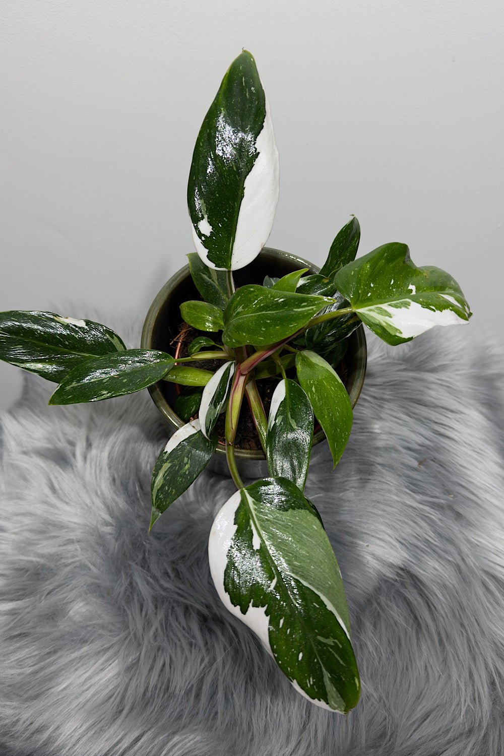Philodendron 'White Princess' - www.augi-plants.lv