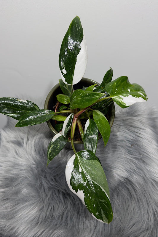 Philodendron 'White Princess' - www.augi-plants.lv