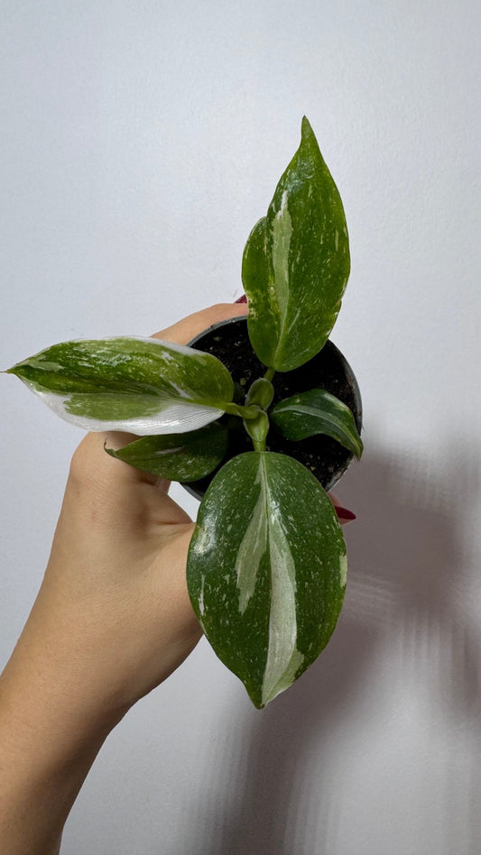 Philodendron 'White Wizard' - www.augi-plants.lv