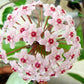 Hoya carnosa 'Tricolor' - www.augi-plants.lv
