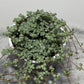 Pilea Glaucophylla Greyzy - www.augi-plants.lv