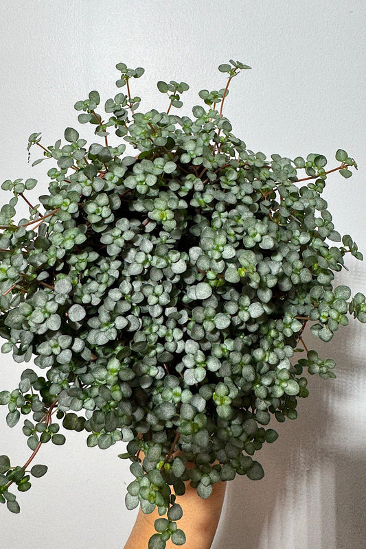 Pilea Glaucophylla Greyzy - www.augi-plants.lv