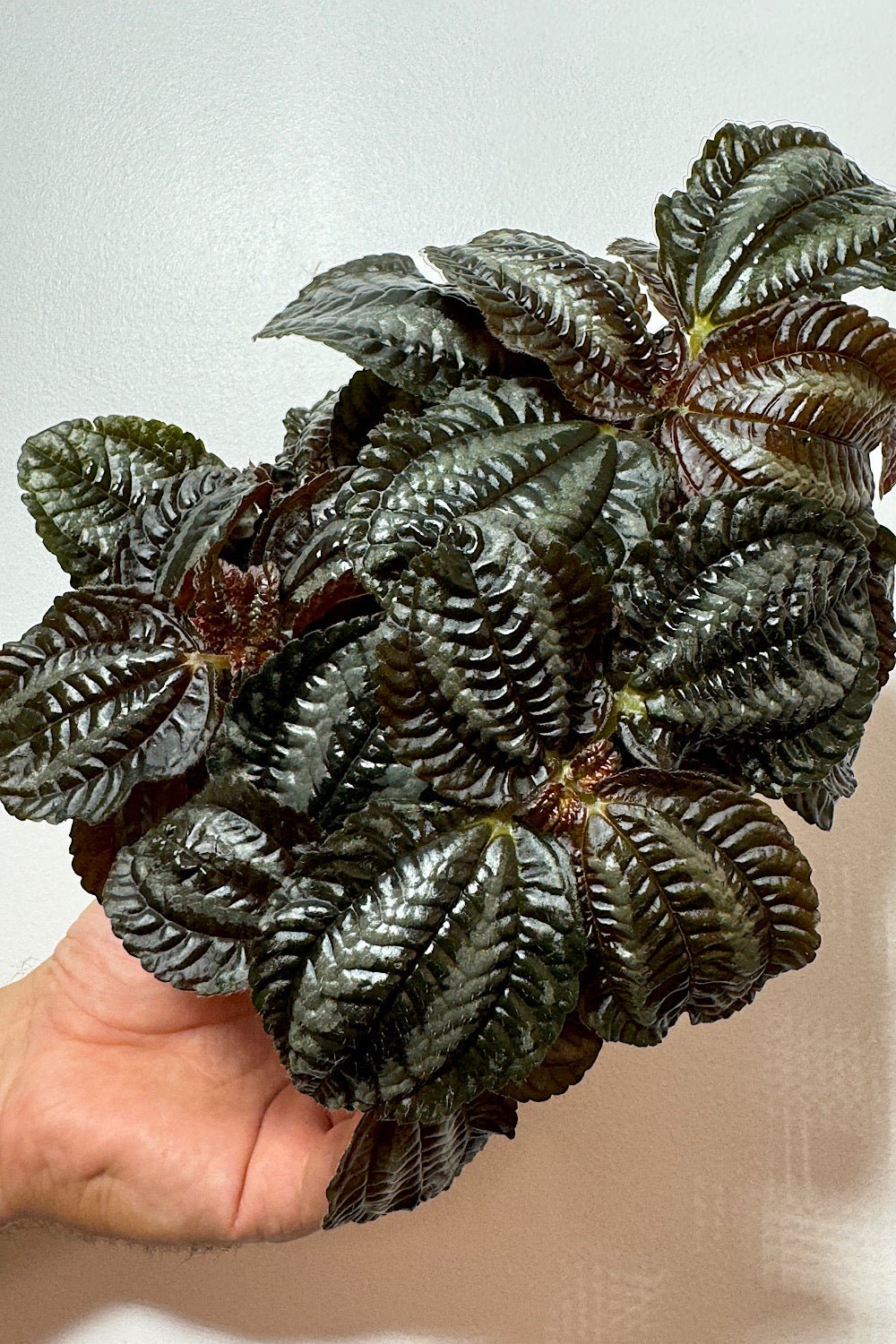 Pilea Norfolk - www.augi-plants.lv