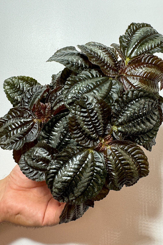 Pilea Norfolk - www.augi-plants.lv