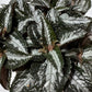 Pilea Silver Tree - www.augi-plants.lv