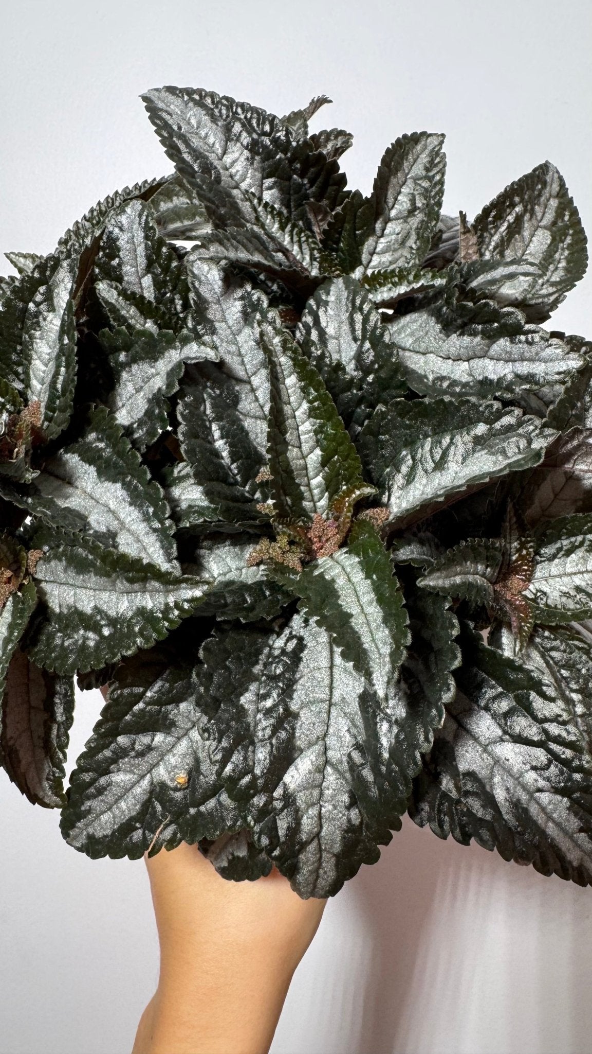 Pilea Silver Tree - www.augi-plants.lv