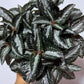 Pilea Silver Tree - www.augi-plants.lv
