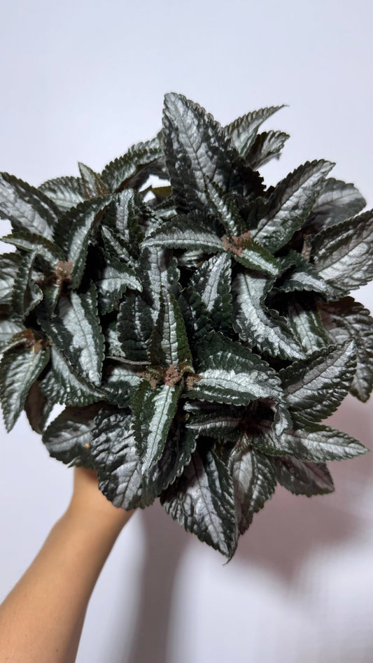 Pilea Silver Tree - www.augi-plants.lv
