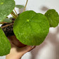 Pilea Sugar - www.augi-plants.lv