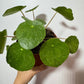 Pilea Sugar - www.augi-plants.lv
