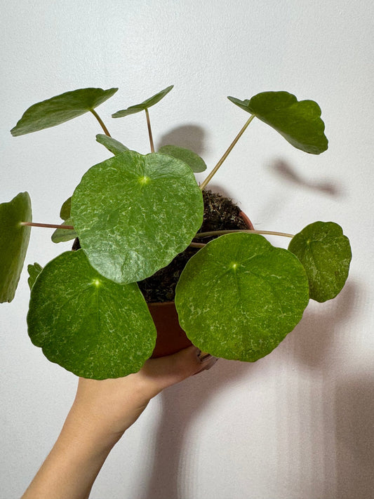 Pilea Sugar - www.augi-plants.lv