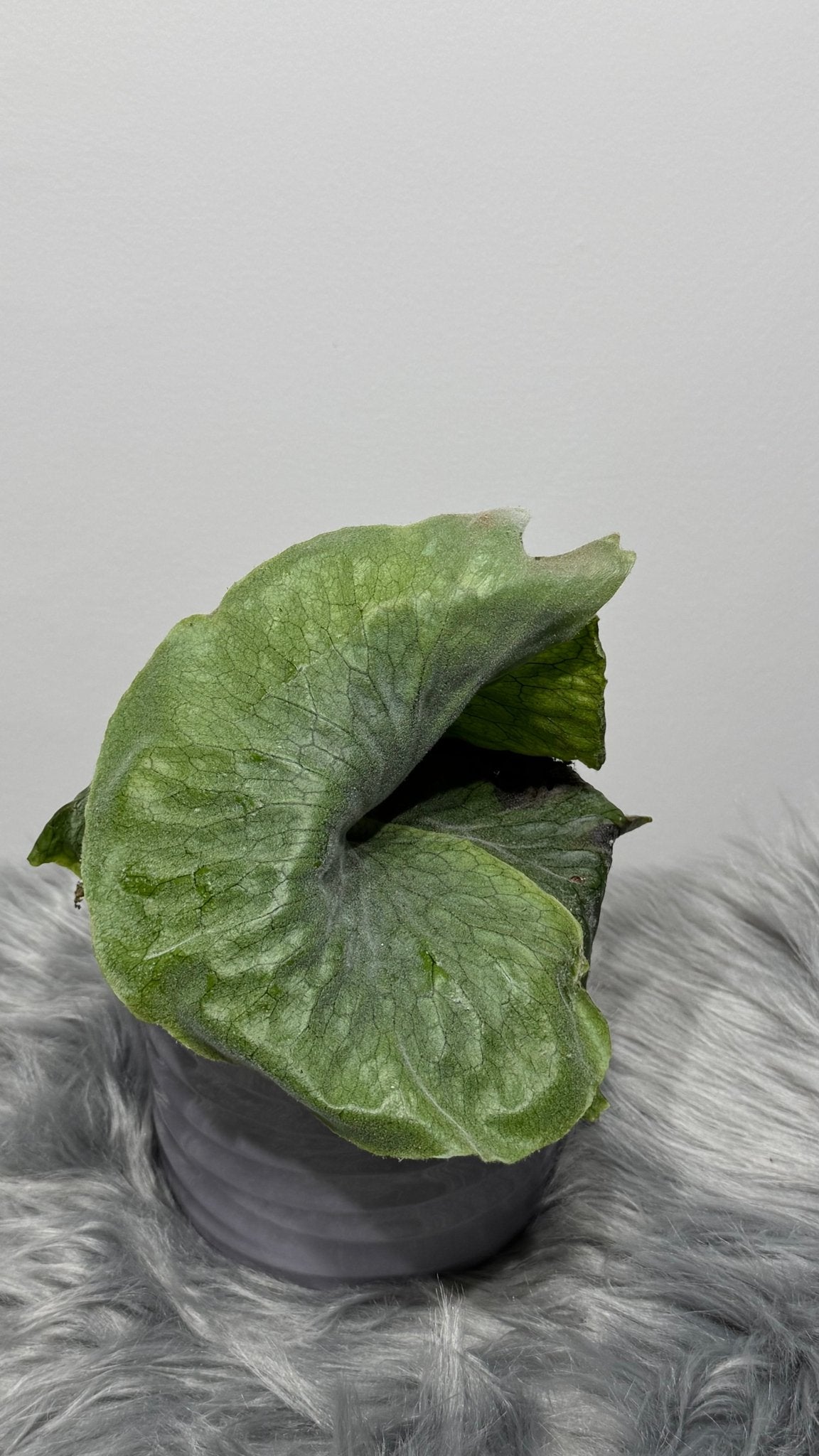 Platycerium Superbum - www.augi-plants.lv