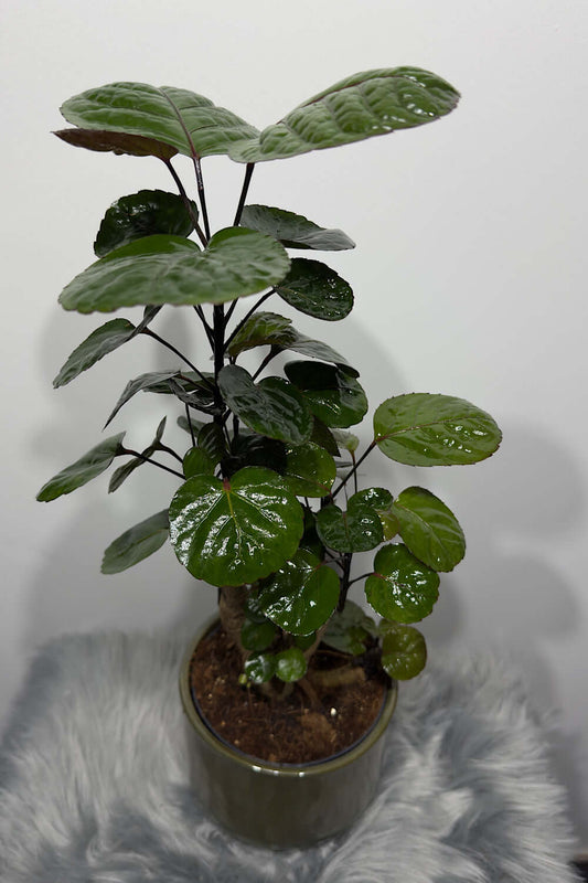 Polyscias Fabian - www.augi-plants.lv