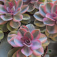 Echeveria Rainbow