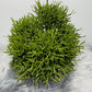 Rhipsalis 2 - www.augi-plants.lv