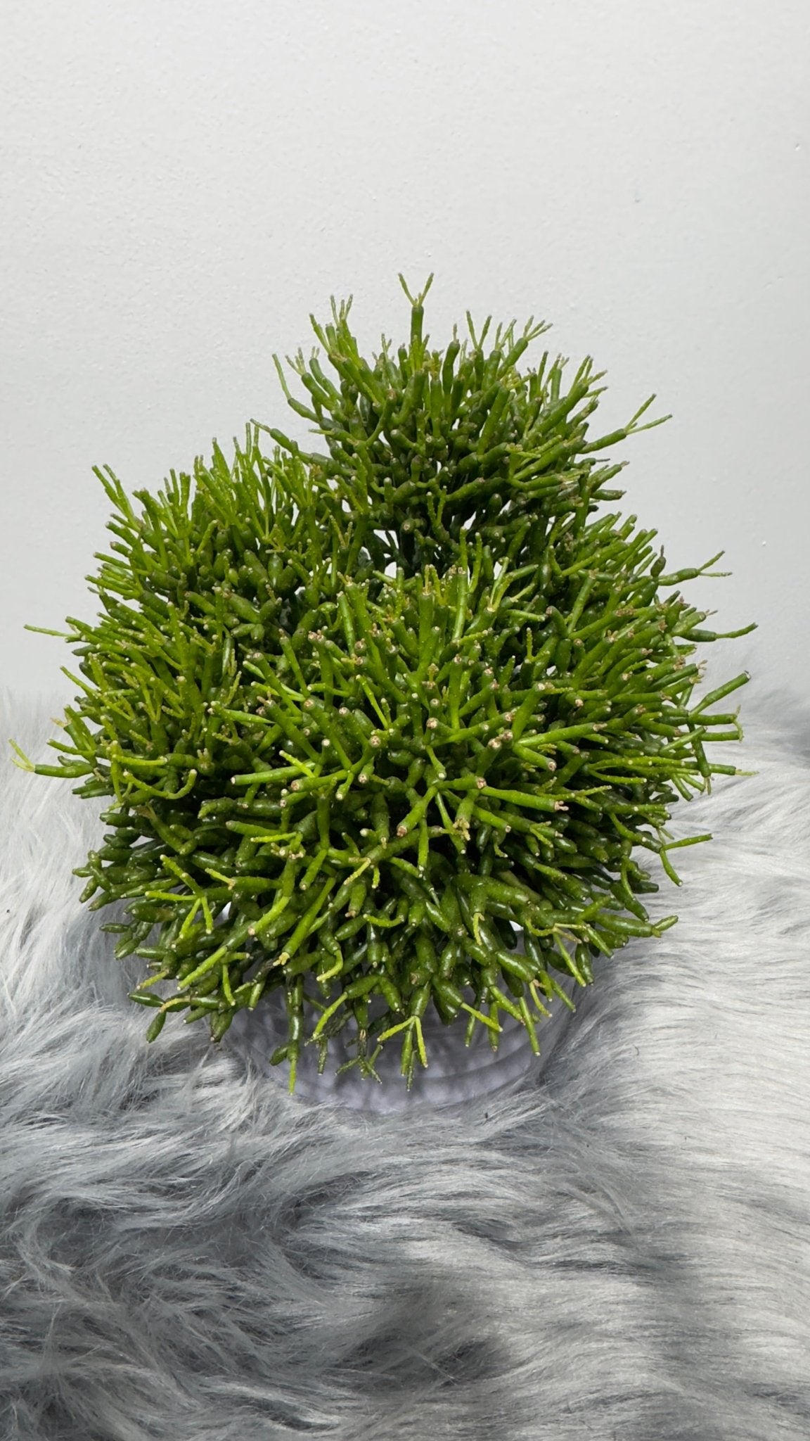 Rhipsalis 2 - www.augi-plants.lv