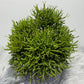 Rhipsalis 2 - www.augi-plants.lv