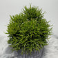 Rhipsalis 2 - www.augi-plants.lv