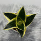 Sansevieria Black Star - www.augi-plants.lv