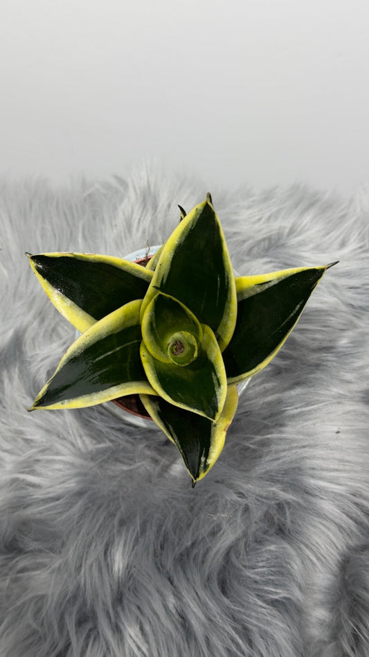 Sansevieria Black Star - www.augi-plants.lv