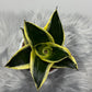 Sansevieria Black Star - www.augi-plants.lv