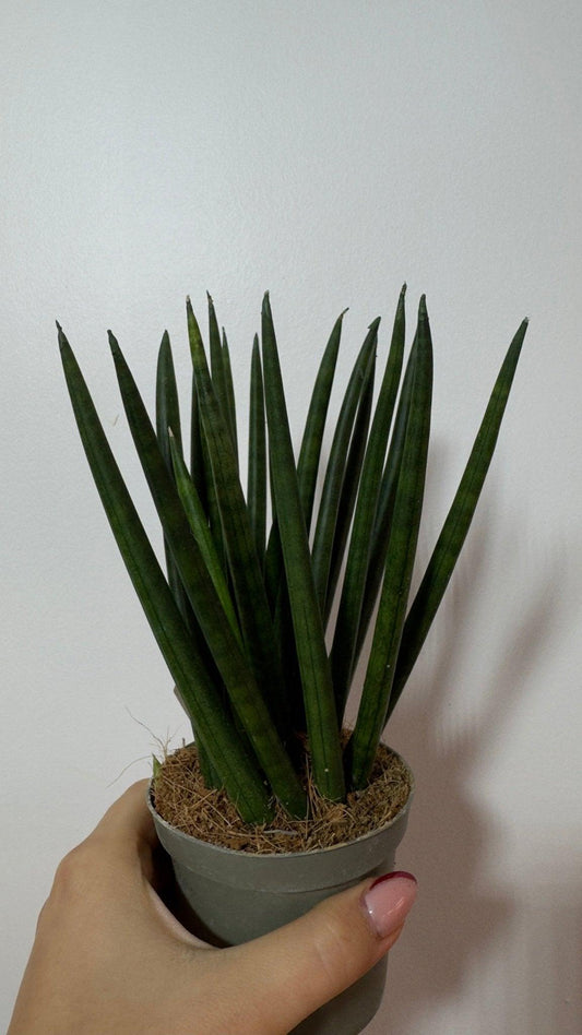 Sansevieria cylindrica 'Spaghetti' - www.augi-plants.lv