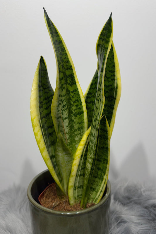 Sansevieria Futura Superba - www.augi-plants.lv