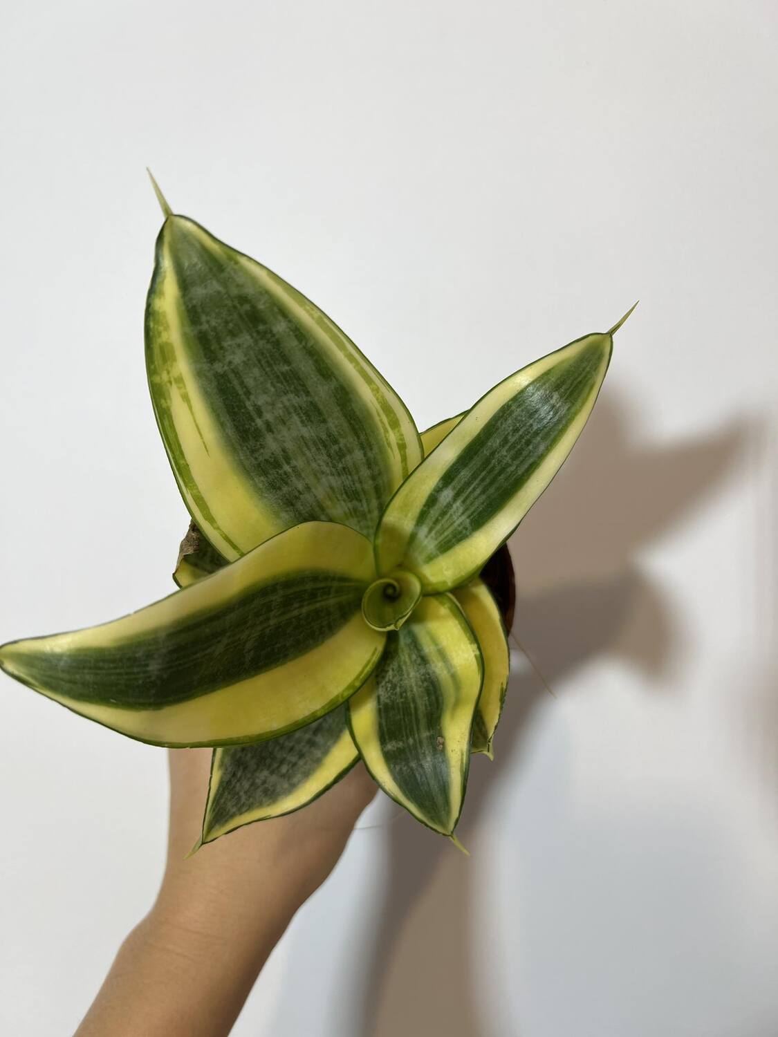 Sansevieria Golden Hahnii - www.augi-plants.lv
