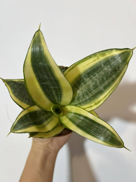 Sansevieria Golden Hahnii - www.augi-plants.lv