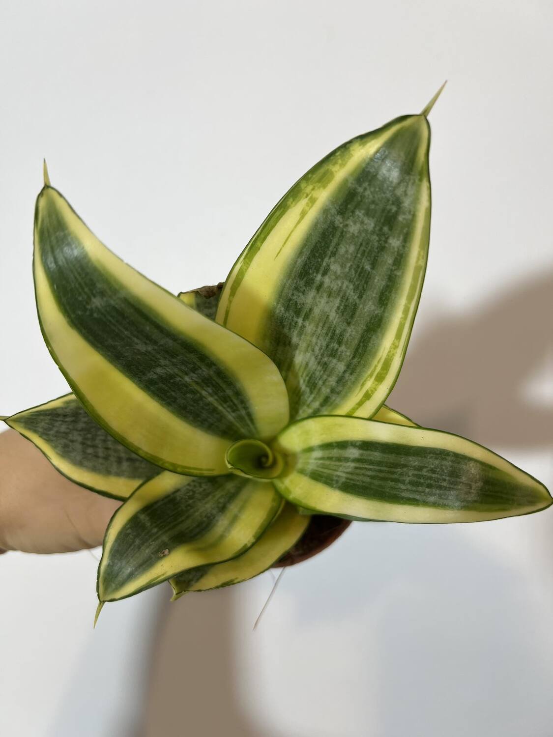 Sansevieria Golden Hahnii - www.augi-plants.lv